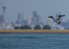 Stercorarius parasiticus