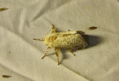 Doratifera