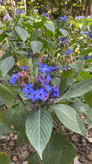 Eranthemum