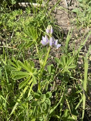 Lupinus succulentus