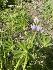 Lupinus succulentus