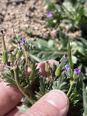 Erodium