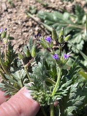 Erodium