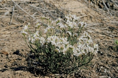 Limonium michelsonii