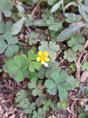 Oxalis dillenii