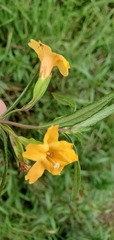 Diplacus
