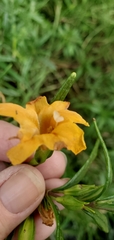 Diplacus