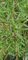 Diplacus