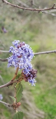 Ceanothus tomentosus