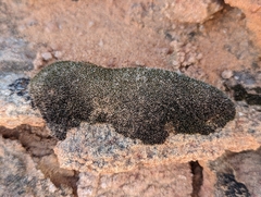 Petrophytum caespitosum