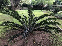 Encephalartos ferox ferox