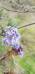 Ceanothus tomentosus
