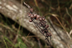 Haemodorum austroqueenslandicum