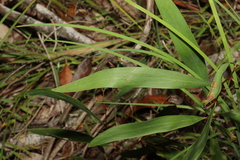 Hakea florulenta
