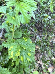 Taphrina tormentillae