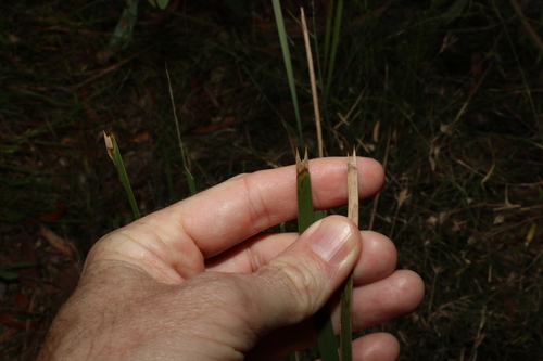 Lomandra longifolia