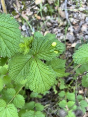 Taphrina tormentillae