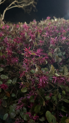 Loropetalum chinense