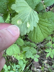Taphrina tormentillae