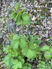Taphrina tormentillae