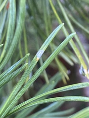 Chionaspis pinifoliae