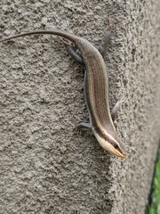 Trachylepis planifrons
