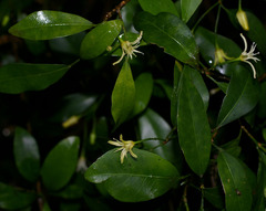 Acronychia baeuerlenii