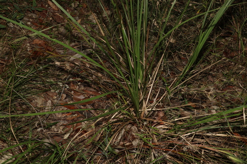 Lomandra longifolia