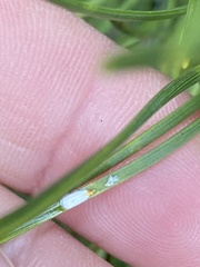 Chionaspis pinifoliae