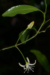 Acronychia baeuerlenii