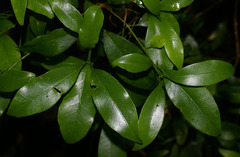 Acronychia baeuerlenii