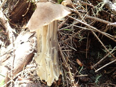Helvella maculata