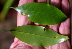 Acronychia baeuerlenii