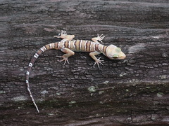 Cyrtodactylus lekaguli