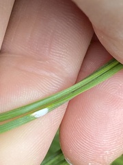 Chionaspis pinifoliae