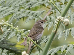 Phylloscopus borealis