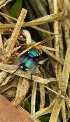 Amenia chrysame