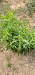 Penstemon spectabilis