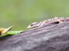 Cyrtodactylus lekaguli
