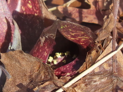 Symplocarpus foetidus