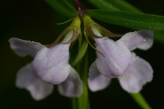 Westringia blakeana