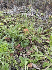 Castilleja affinis
