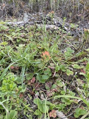 Castilleja affinis