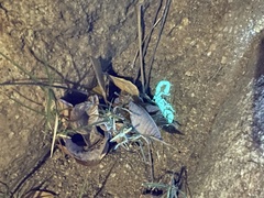 Centruroides exilicauda