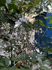 Clerodendrum laevifolium
