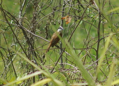 Pitangus sulphuratus