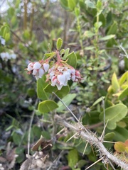 Arctostaphylos crustacea