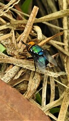 Amenia chrysame