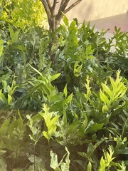 Microsorum scolopendria