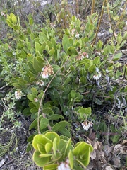 Arctostaphylos crustacea